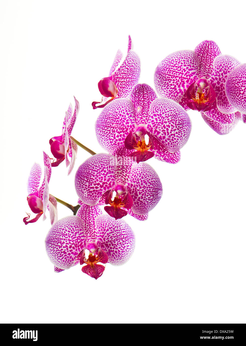 Bellissimi fiori di orchidea su sfondo bianco Foto Stock