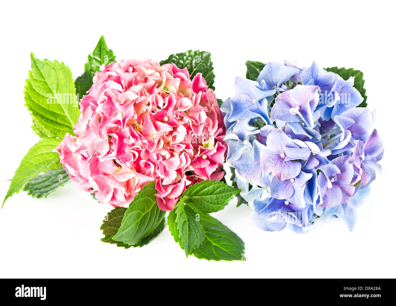 Bella hortensia isolato su bianco e rosa ortensie blu Foto Stock