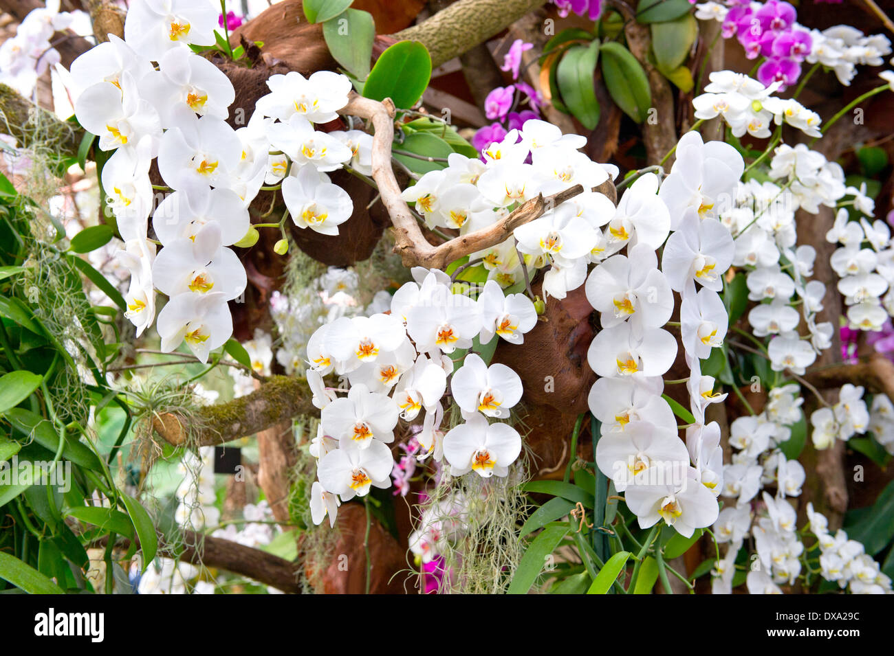 Esotici fiori di orchidea nel giardino tropicale Foto Stock