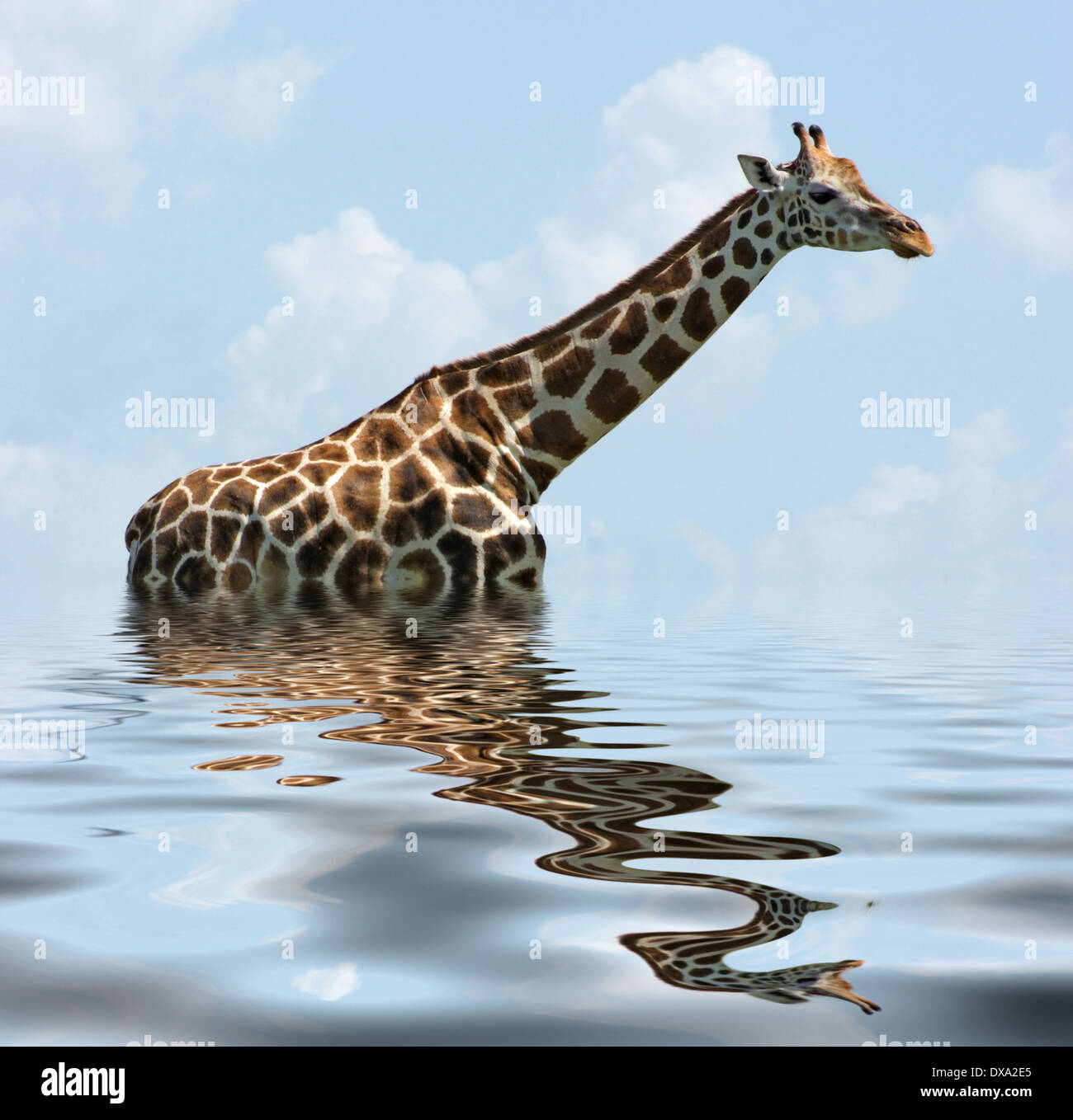 Una giraffa Rothschild in acqua riflettente ambiance Foto Stock