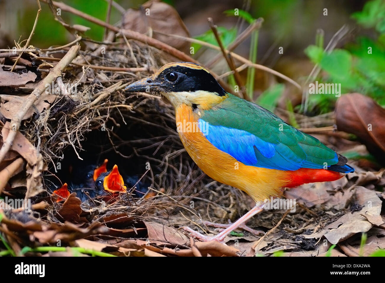 Uccelli colorati, Blu-winged Pitta (Pitta moluccensis) con i suoi pulcini sul terreno Foto Stock
