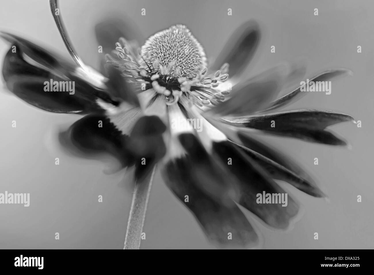 Anemone coronaria, fiore visto di lato con un aspetto dinamico che mostra il cono centrale e stami. Foto Stock