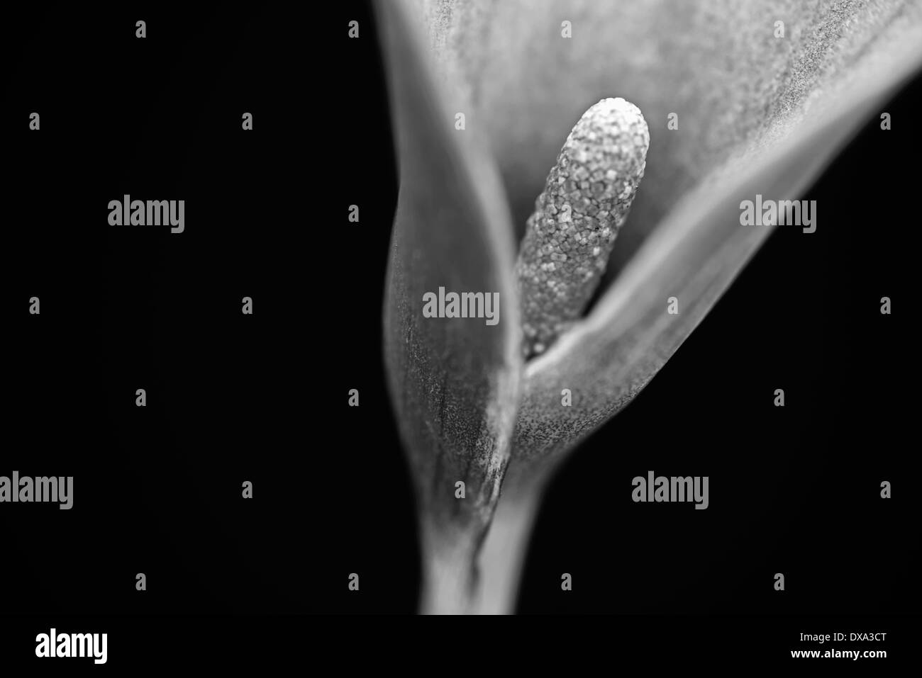 Arum Lily, Calla Lily, Zantedeschia, vista ritagliata rivelando stame con il fuoco selettivo per il centro. Foto Stock