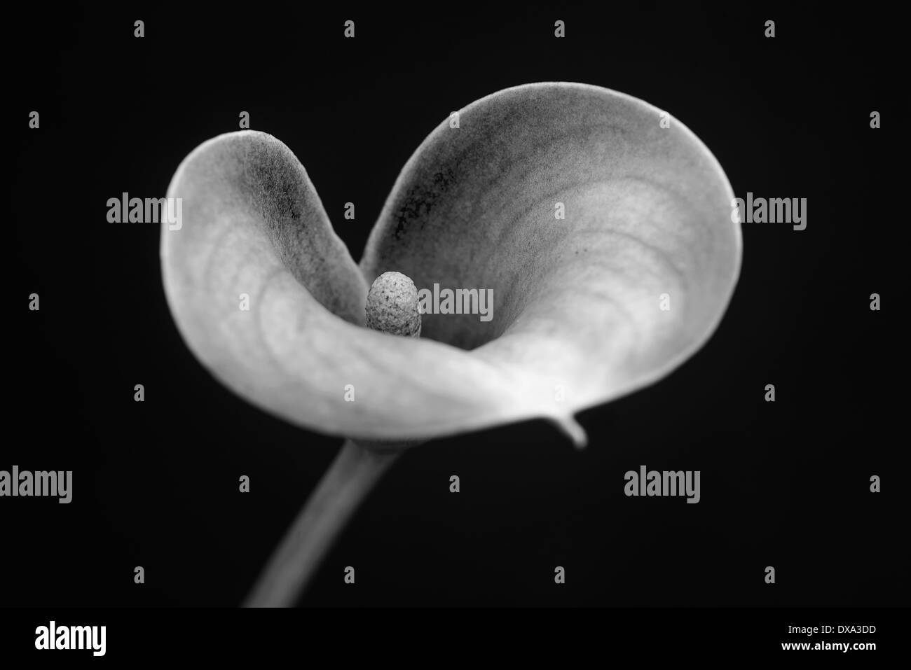 Arum lily, Calla Lily, Zantedeschia, angolo di vista la creazione di una forma di cuore con il fuoco selettivo per il centro. Foto Stock
