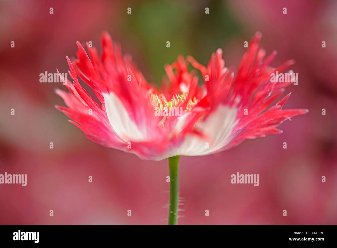 Papavero, Papaver somniferum "danish bandiera", rosso e bianco di fiori colorati che illustra frange petali e stami. Foto Stock