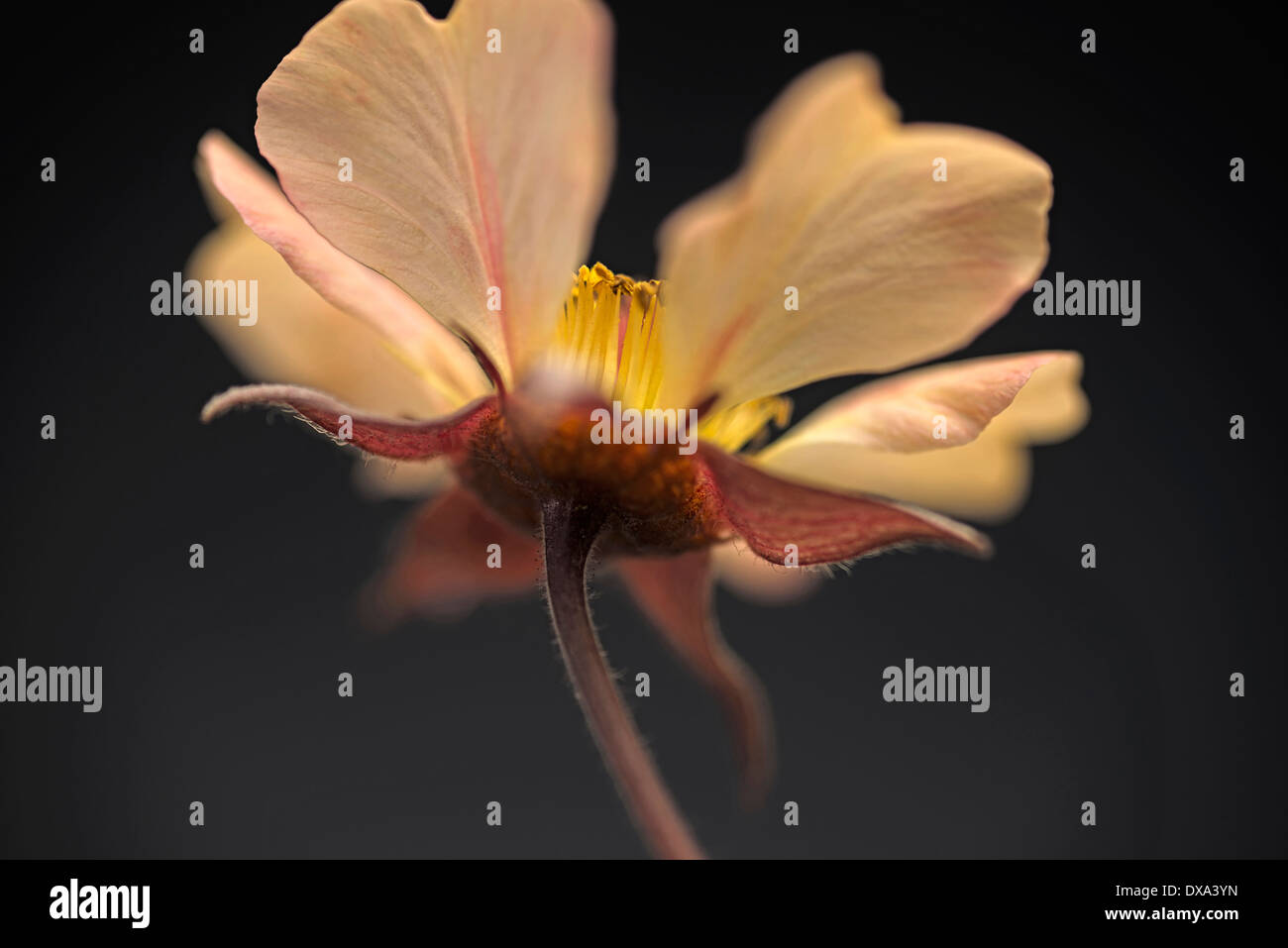 Avens, Geum 'Tangerine Dream', vista da sotto illustrante i sepali e stame. Foto Stock