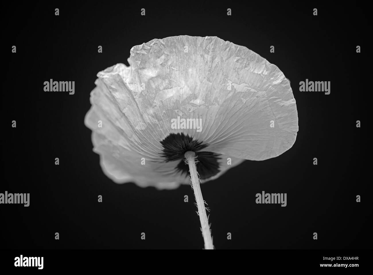 Semi di papavero, Papaver commutatum "coccinella", il nero e il Bianco fiore colpo da dietro. Foto Stock