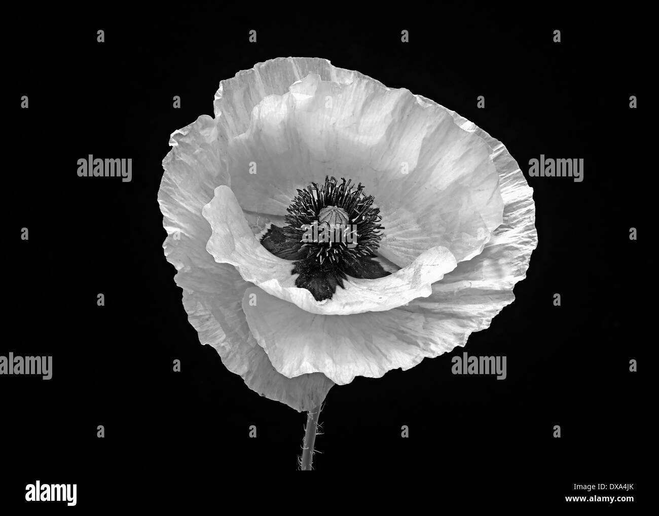 Semi di papavero, Papaver commutatum "coccinella", nero e fiore bianco su sfondo nero. Foto Stock