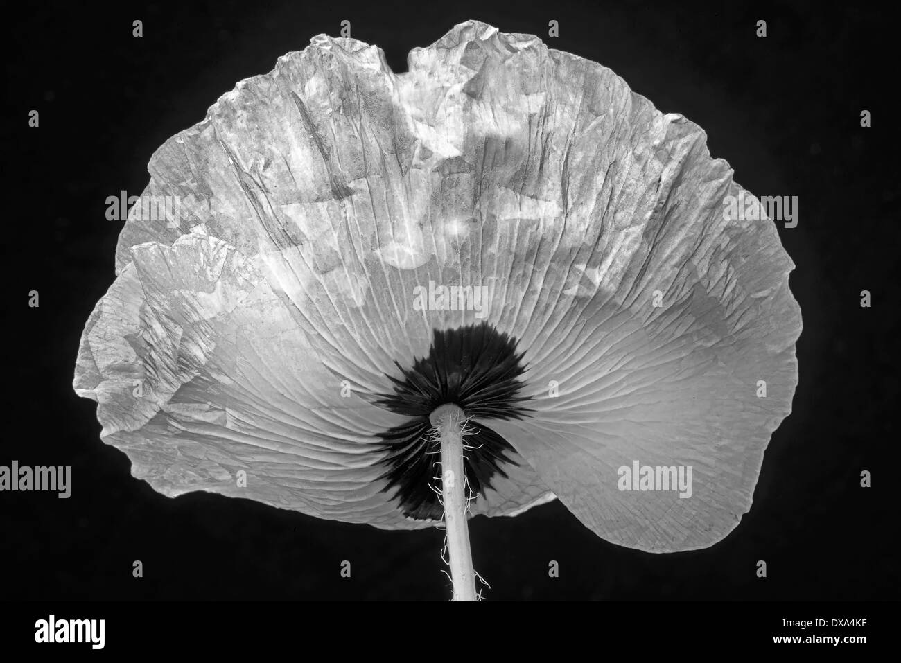 Semi di papavero, Papaver commutatum "coccinella", il nero e il Bianco fiore colpo da dietro. Foto Stock