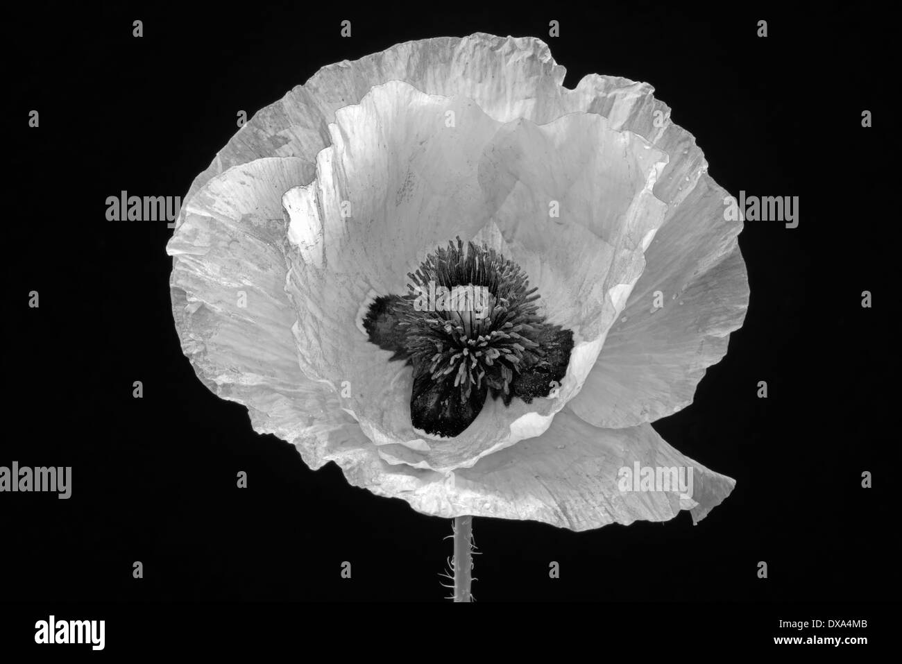 Semi di papavero, Papaver commutatum "coccinella", nero e fiore bianco su sfondo nero. Foto Stock
