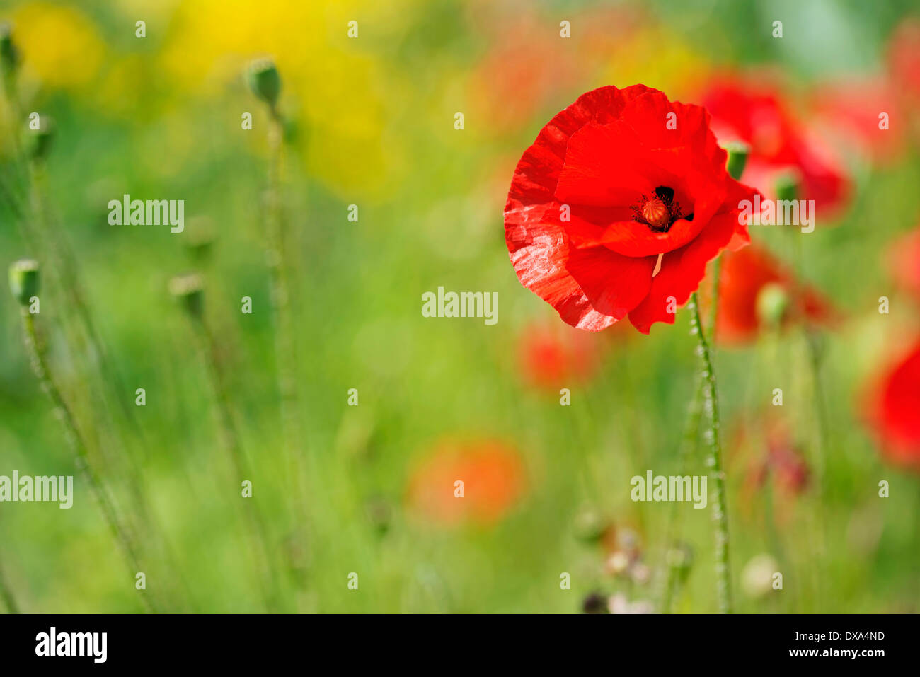 Semi di papavero, Papaver commutatum "coccinella", fiori di colore rosso tra gli altri che hanno terminato la fioritura. Foto Stock