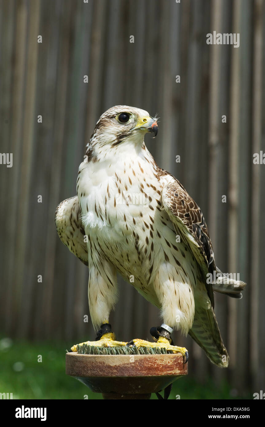 Falcon a Huntly Falconry Centre, Aberdeenshire, Scozia. Foto Stock