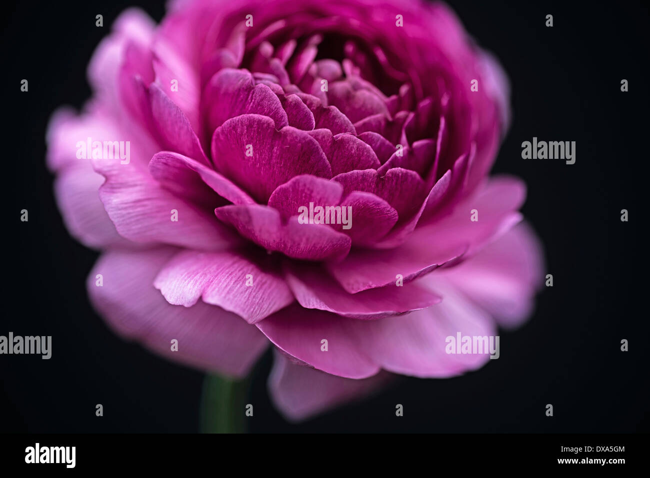 Ranucuclus, ranuncolo persiano, un Ranunculus asiaticus, scuro fiore rosa contro un solido sfondo nero. Foto Stock