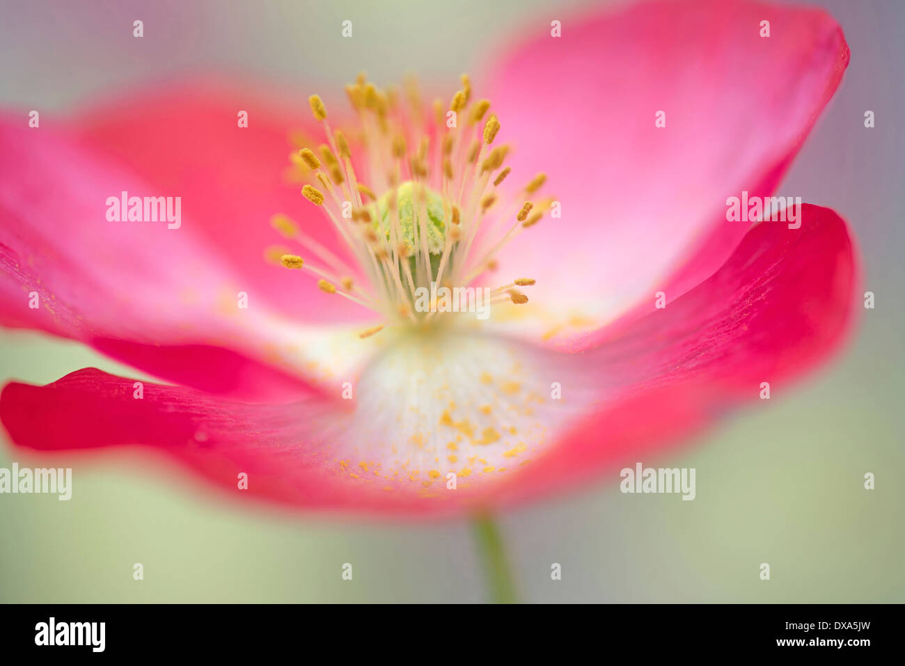 Shirley papavero, Papaver rhoeas Shirley serie, fiore rosa mostra stami e lo stigma. Foto Stock