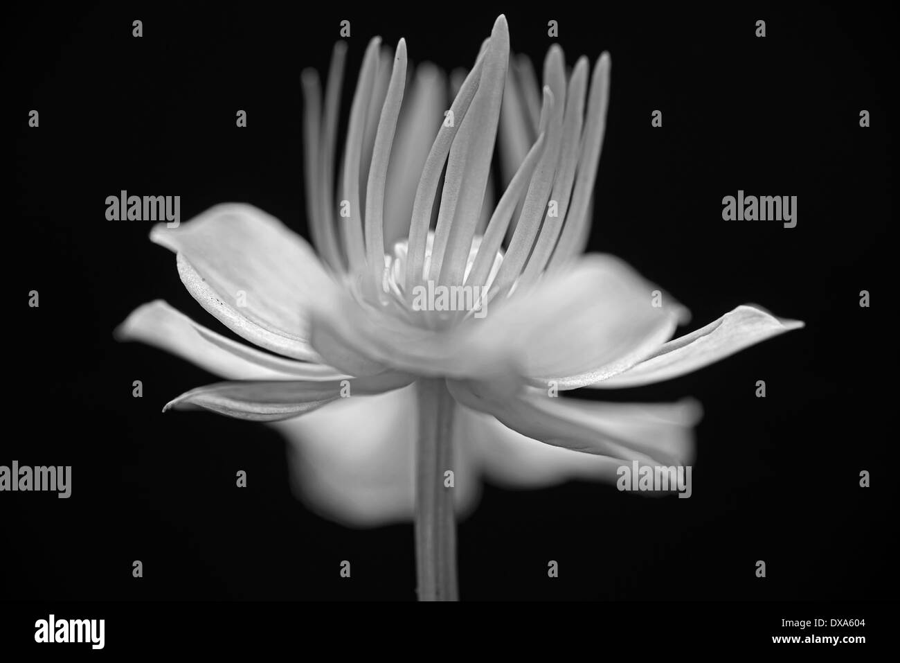 Globeflower, Trollius chinensis, nero e fiore bianco che mostra stami e lo stigma, contro un solido sfondo nero. Foto Stock