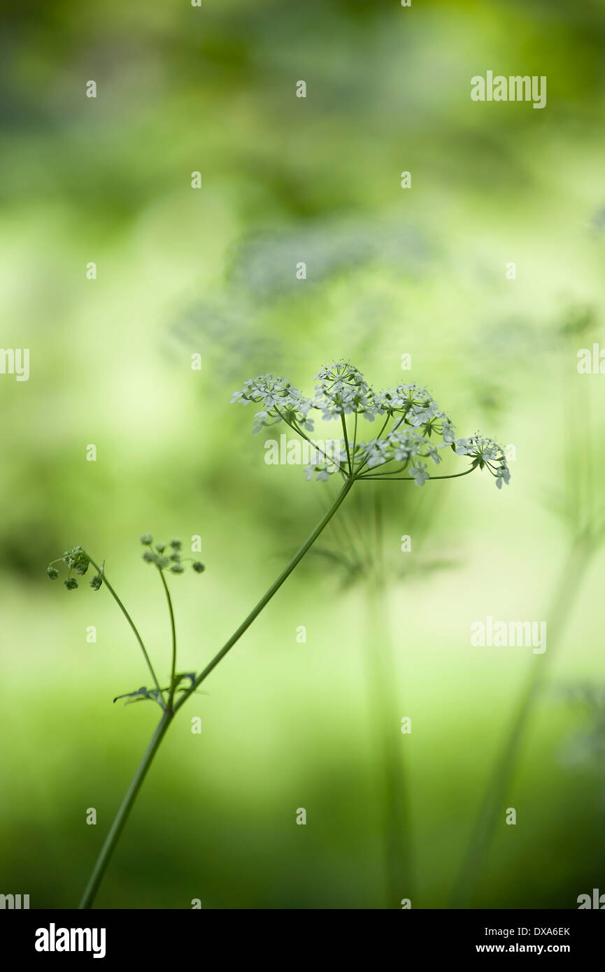 Mucca prezzemolo Anthriscus sylvestris un singolo ombrella con boccioli visto dal lato utilizzando il fuoco selettivo. Altri soft focus fiori Foto Stock