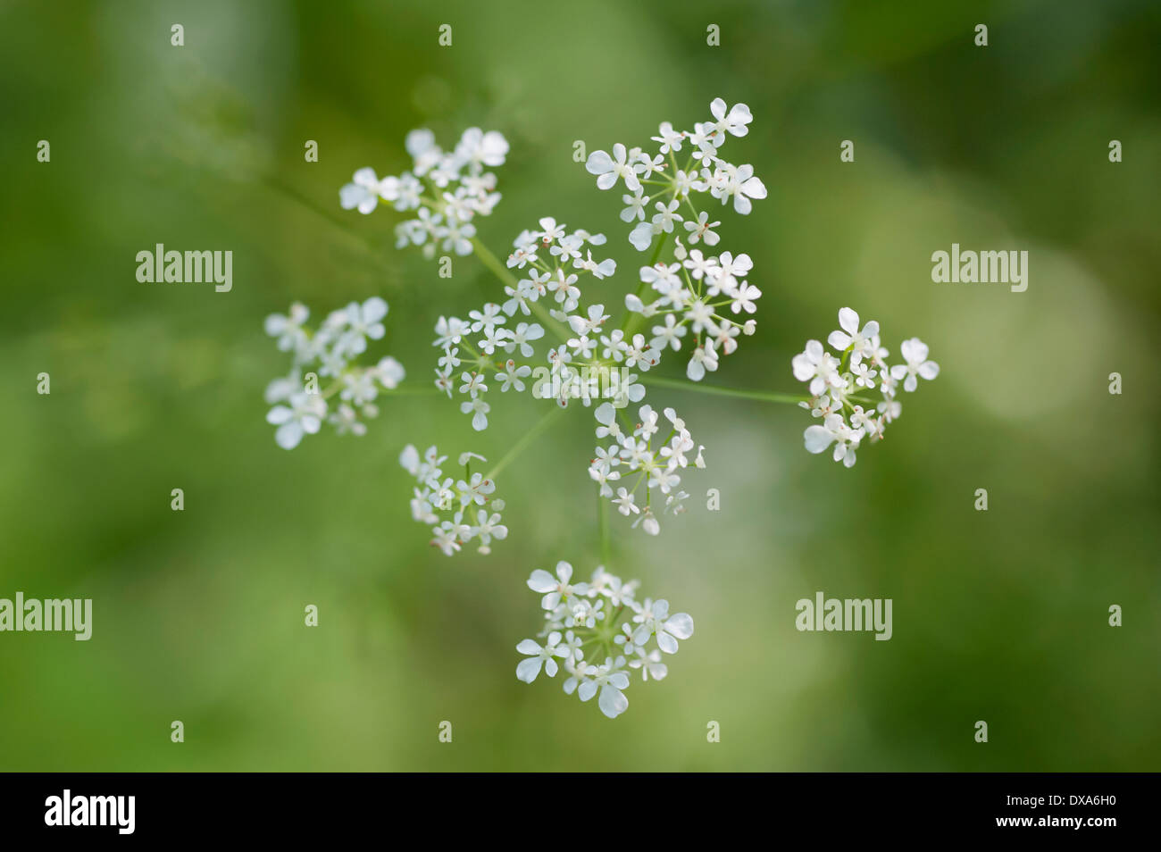 Mucca prezzemolo Anthriscus sylvestris un ombrella unico visto dal tettuccio usando il fuoco selettivo. Altri soft focus fiori creazione Foto Stock