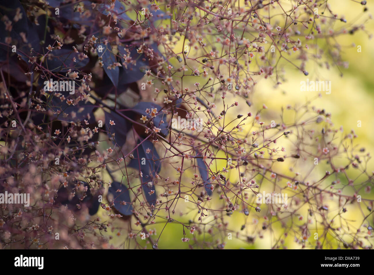 Il fumo bush Cotinus coggygria 'Royal Purple' masse di minuscoli fiori con viola scuro lascia dietro di sé e di contrasto contro la golden Foto Stock