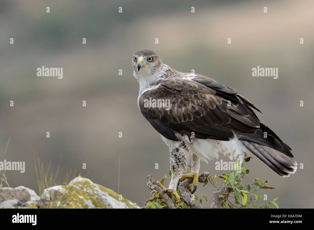 Bonelli Aquila permanente sulla roccia. Foto Stock