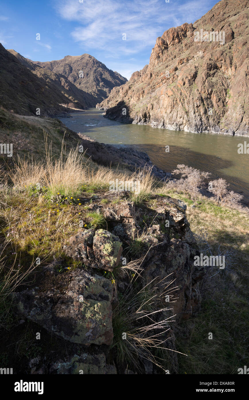 Fiori, cactus e graminacee su uno sperone di roccia, Hells Canyon, Oregon. Foto Stock