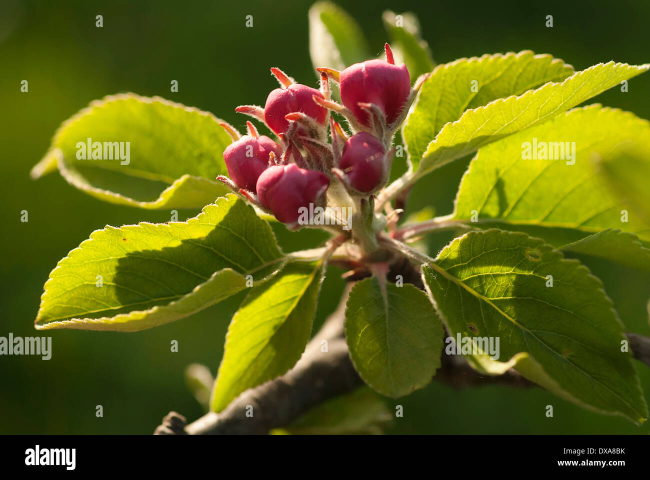 Pera, pera europea, Pyrus communis "Robin' rametto di aperti dei boccioli con foglie. Chiudere retroilluminato visualizza. Foto Stock