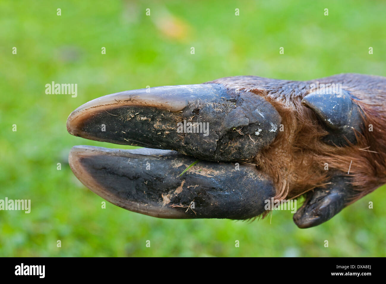 Il cervo (Cervus elaphus) close-up del piede inferiore mostra selvaggi zoccolo e dewclaws Foto Stock
