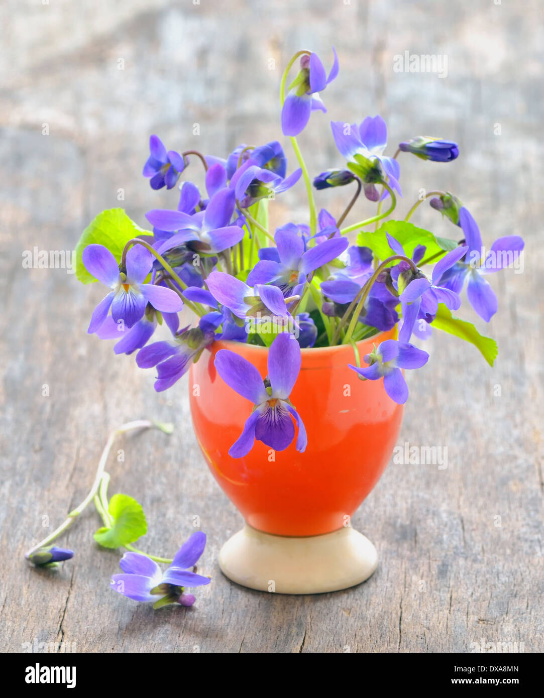 Viole fiori (Viola odorata) su uno sfondo di legno Foto Stock