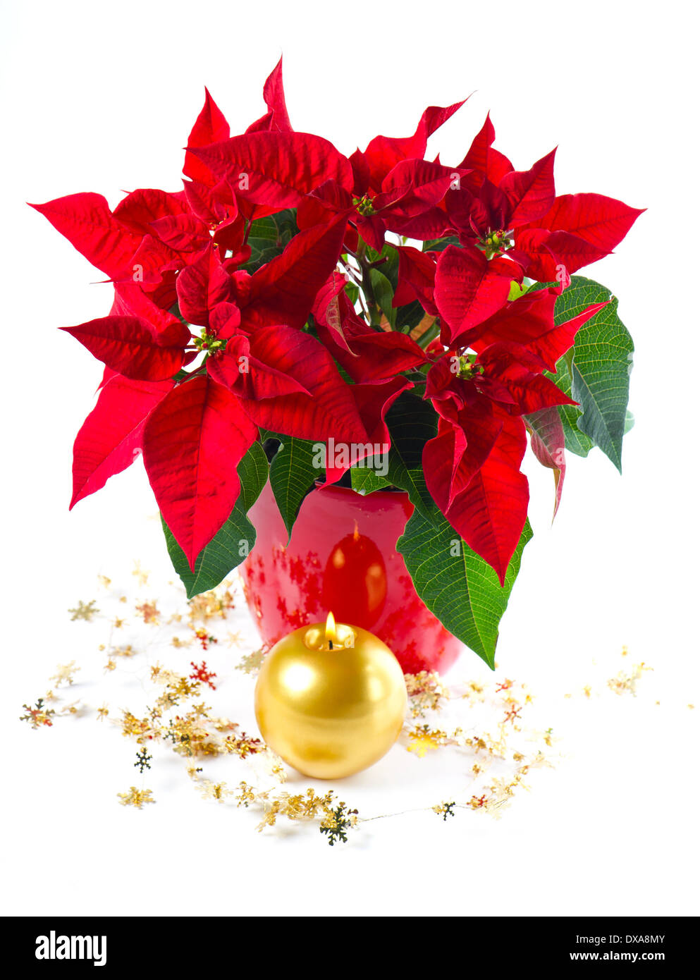 Red poinsettia. fiore di Natale con decorazioni dorate e candela che brucia Foto Stock