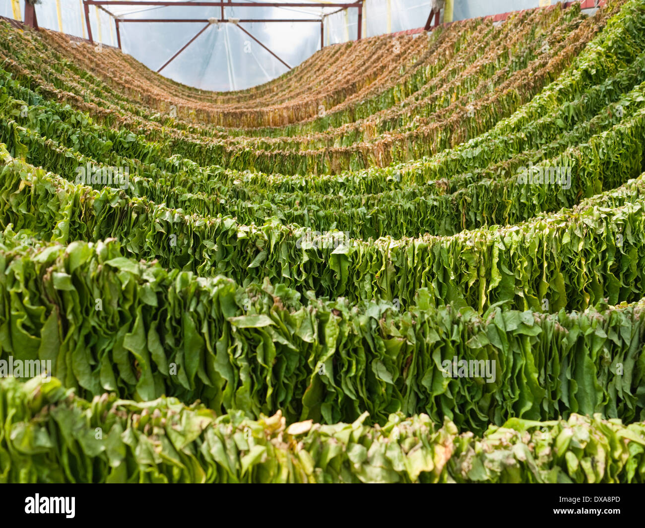 Foglie di tabacco essiccazione su una cremagliera nella città di Prilep - centro della principale per la coltivazione del tabacco regione in Macedonia Foto Stock