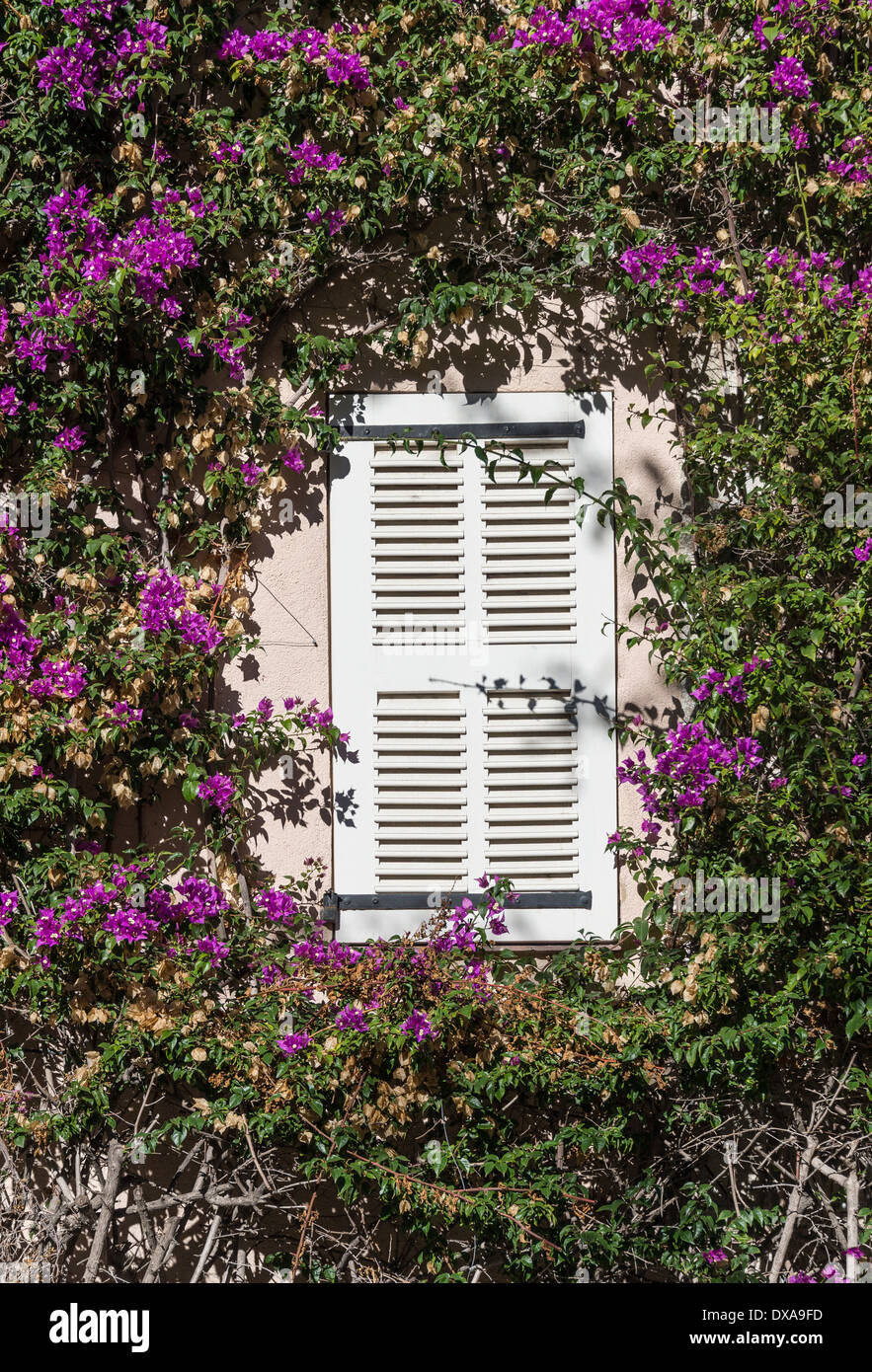 Vitigno Buganvilla telai di finestre con persiane, Saint Tropez, Francia Foto Stock