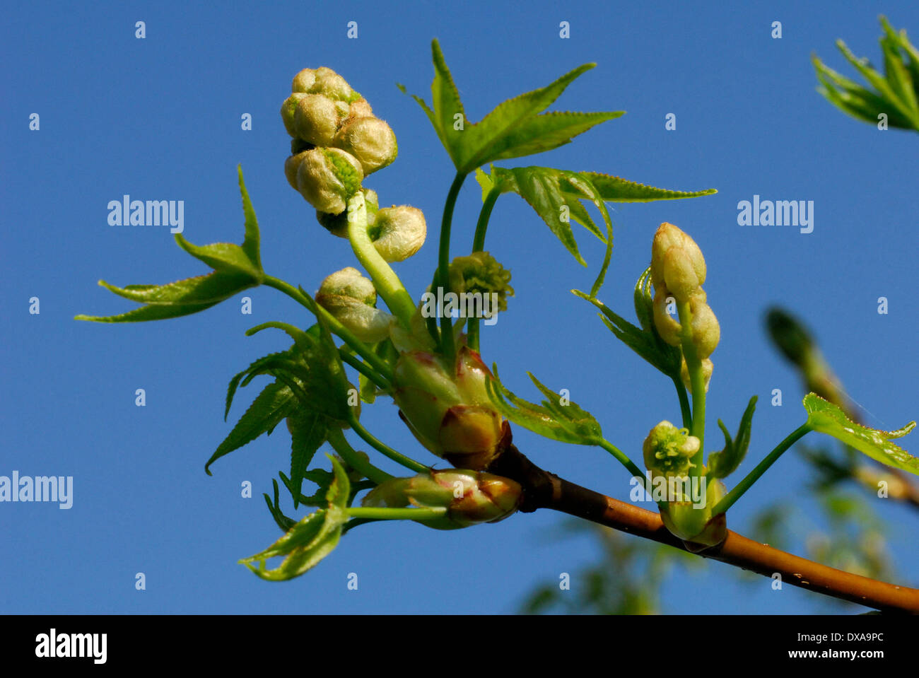 Albero di gomma dolce Foto Stock