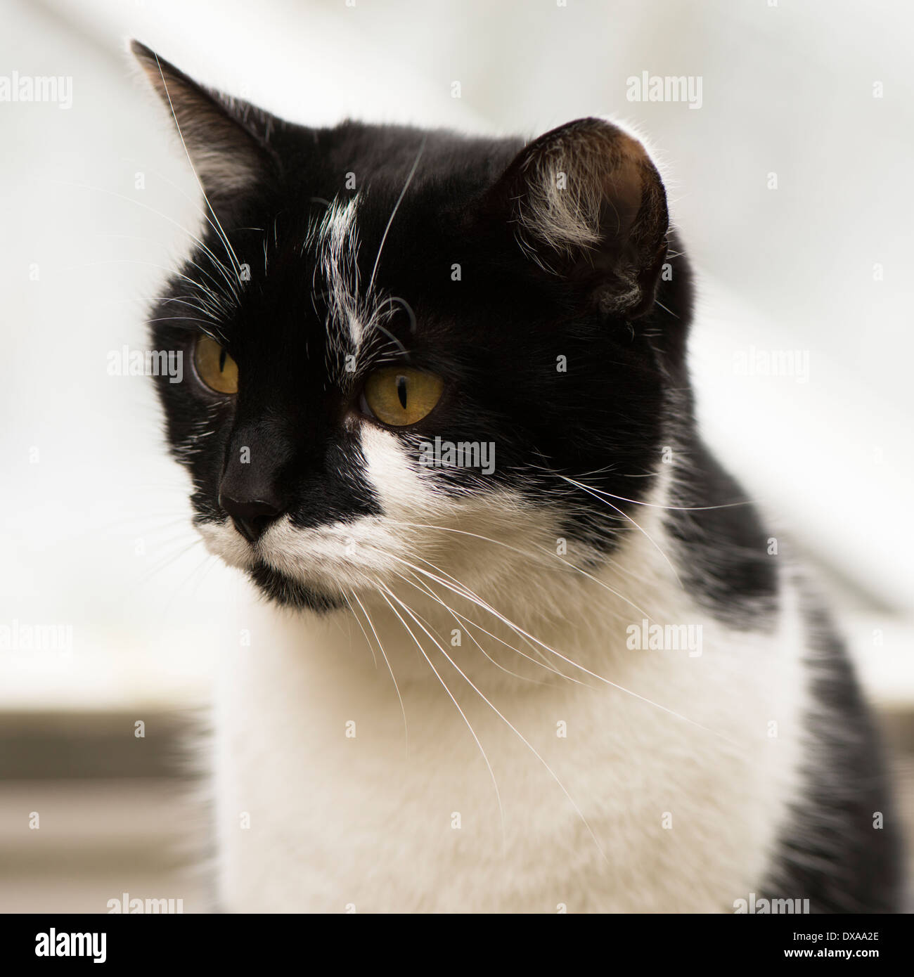 Donne in bianco e nero a pelo corto gatto in un giardino Foto Stock