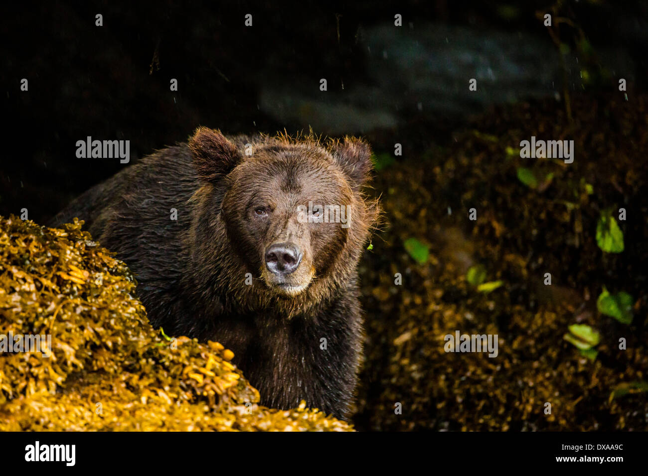 Una femmina di orso grizzly guarda e odora mentre attraversa l'ingresso Khutzeymateen nel nordovest della British Columbia, Canada. Foto Stock