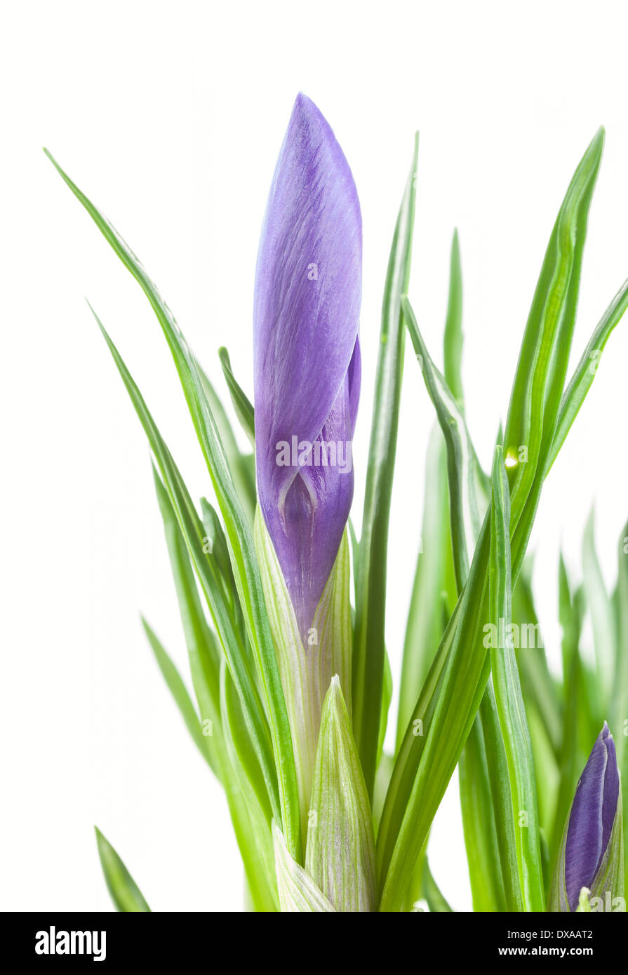 Viola crocus germoglio di fiore su sfondo bianco Foto Stock