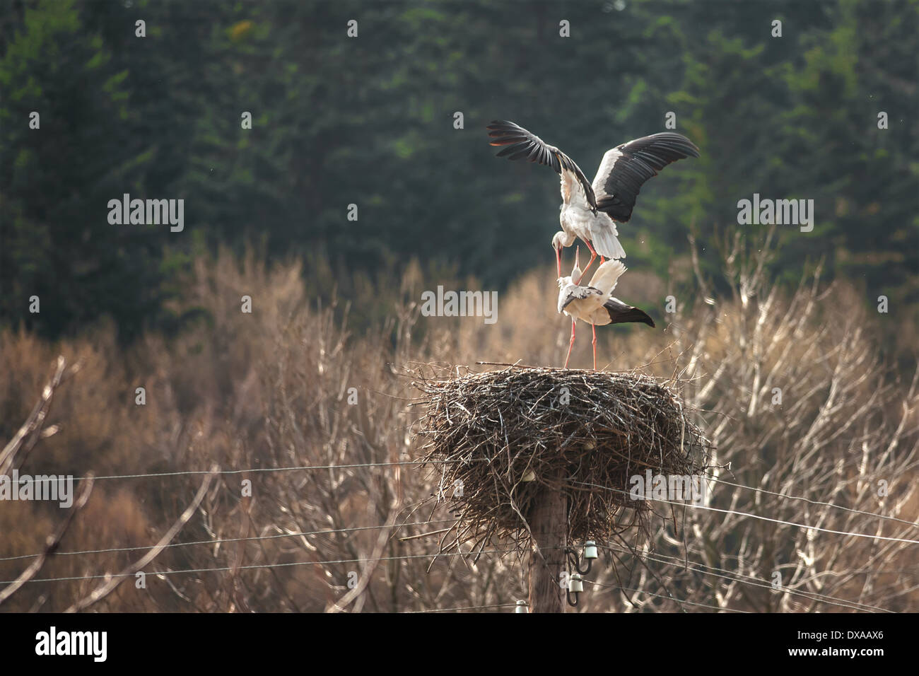 Due cicogna in nido closeup Foto Stock