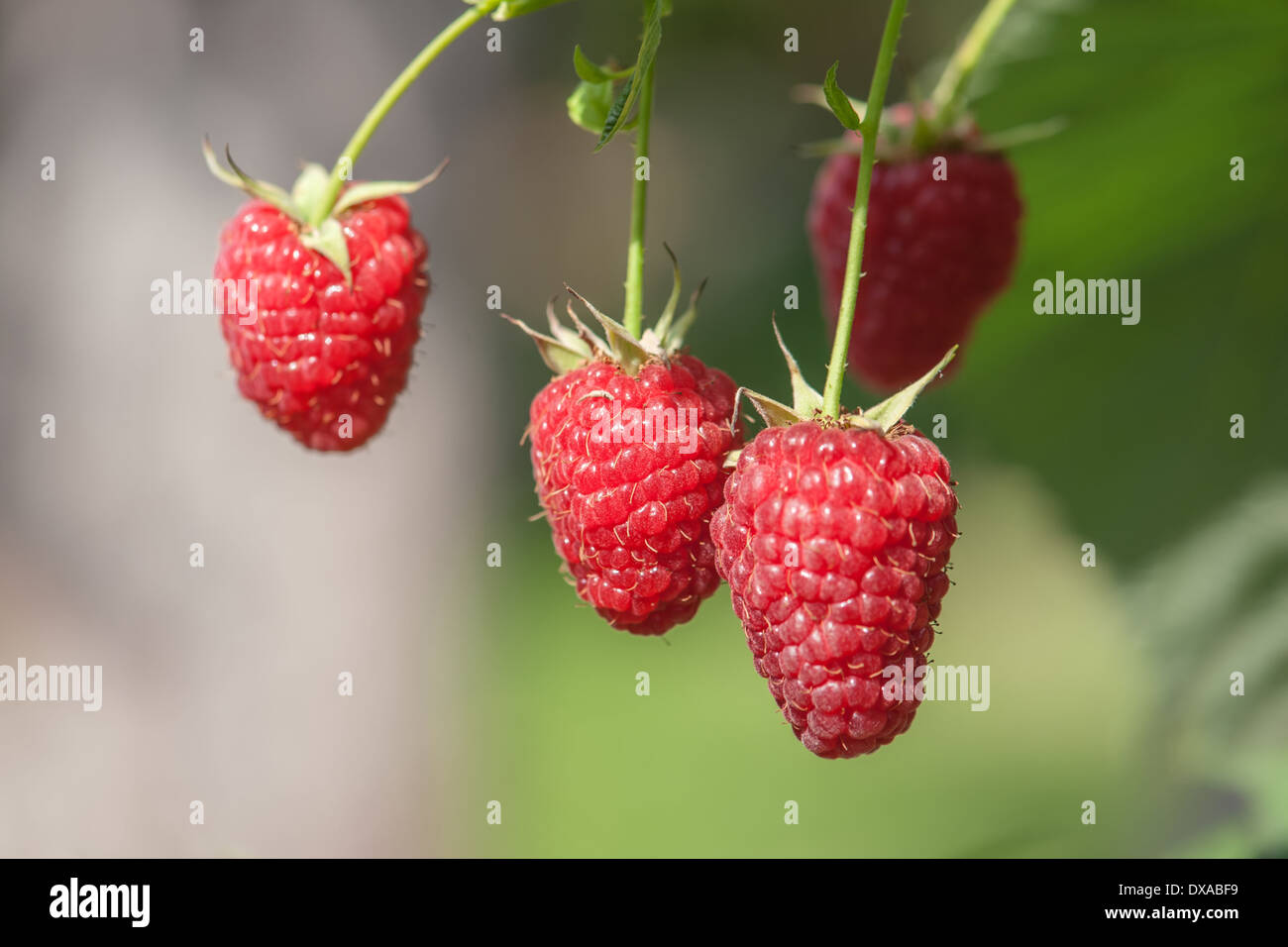 Macro shot di lampone maturo Foto Stock