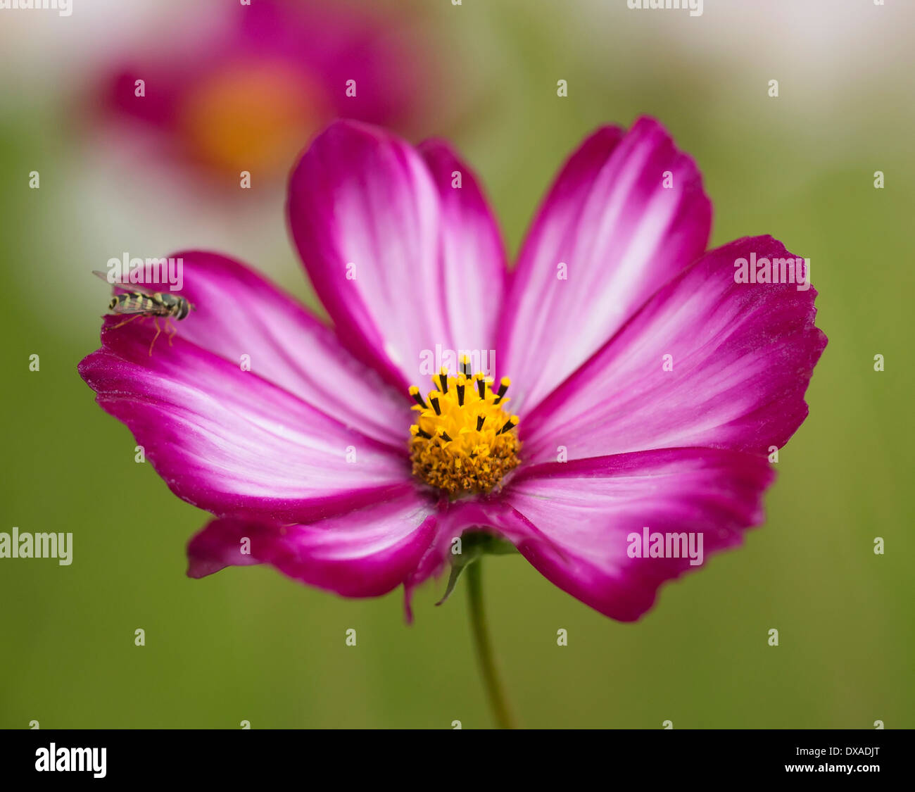 Cosmos bipinnatus "Candy Stripe' Fiore con un hoverfly arroccato su di esso. Foto Stock