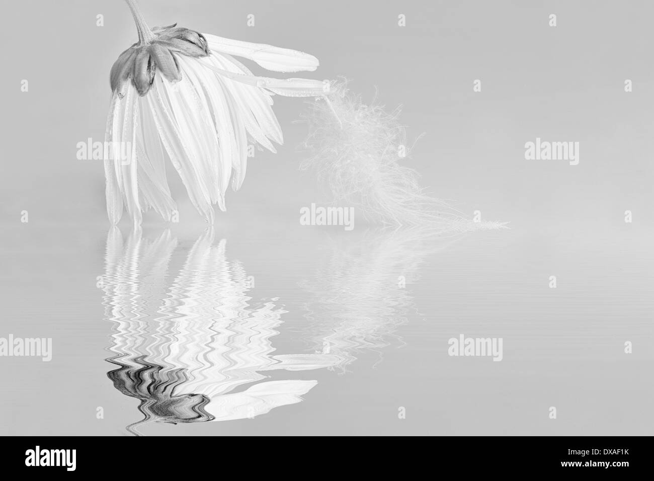 Margherita occhio di bue Leucanthemum vulgare in bianco e nero con una piuma sul petalo di un fiore a penzoloni al di toccare la superficie dell'acqua Foto Stock