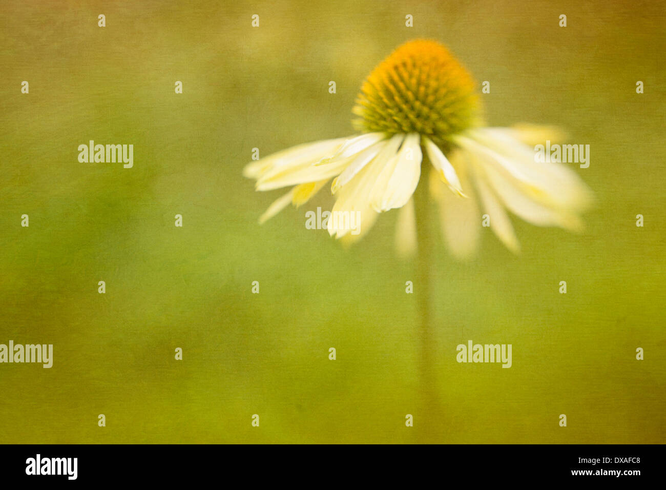 Pallido giallo albicocca Coneflower, Echinacea purpurea " Harvest Moon". Foto Stock