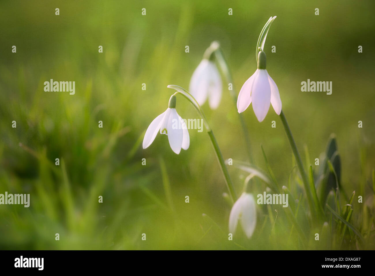Snowdrop, Galanthus nivalis, un piccolo agglomerato di fiori, a solo un paio di messa a fuoco tra soft focus erba. Foto Stock