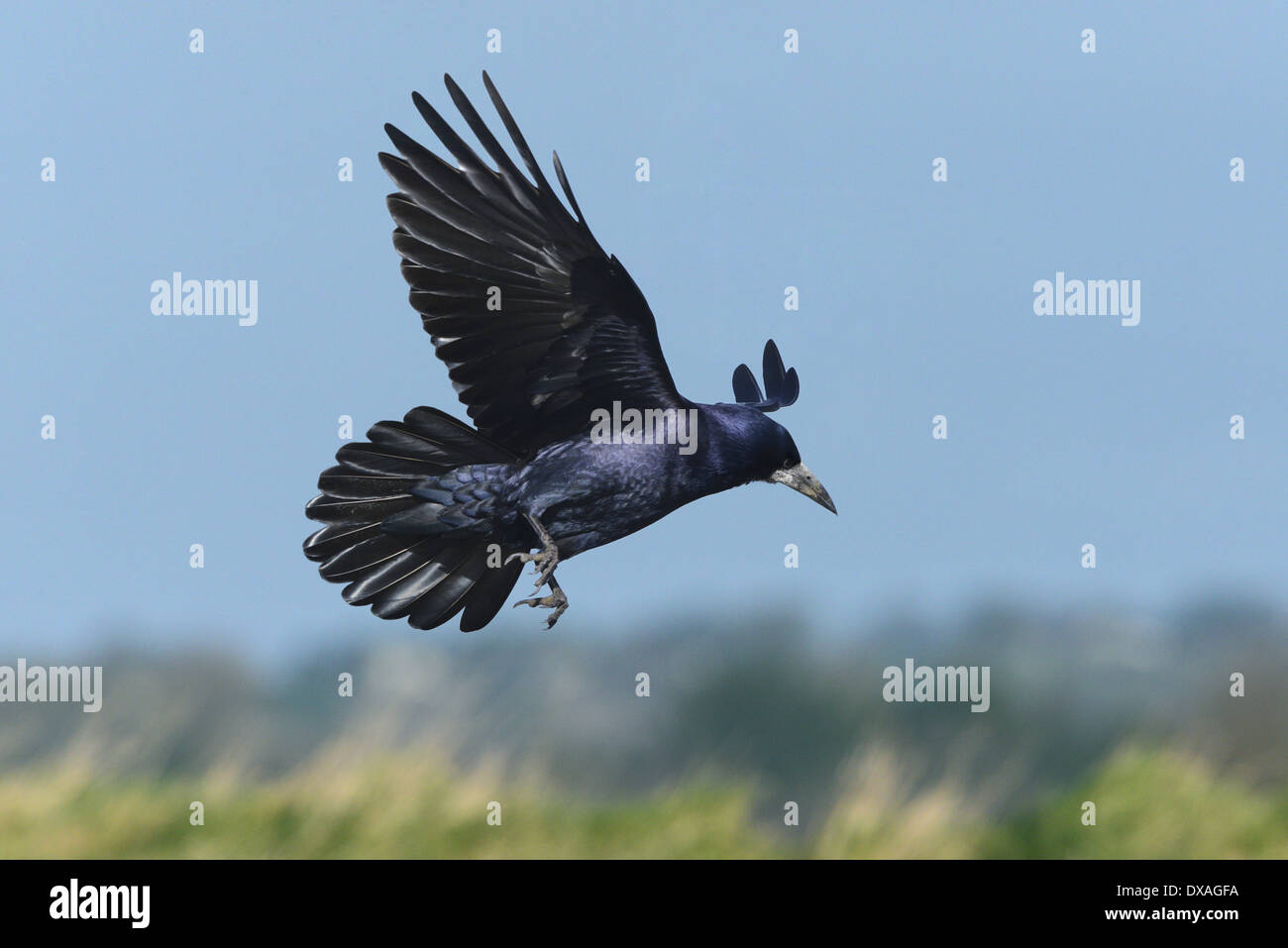 Rook Corvus frugilegus Foto Stock