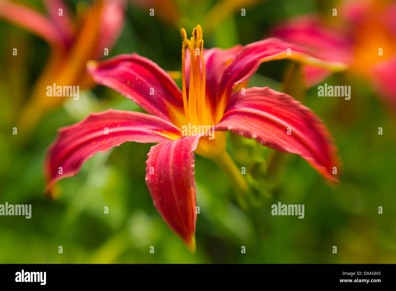 Daylily, Hemerocallis, fiore rosso mostra la sua lunga montante stame. Foto Stock