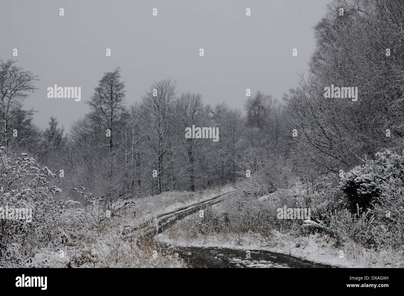 Copertura di neve pista forestale vicino Sherrifmuir, Stirling, Scozia. Foto Stock
