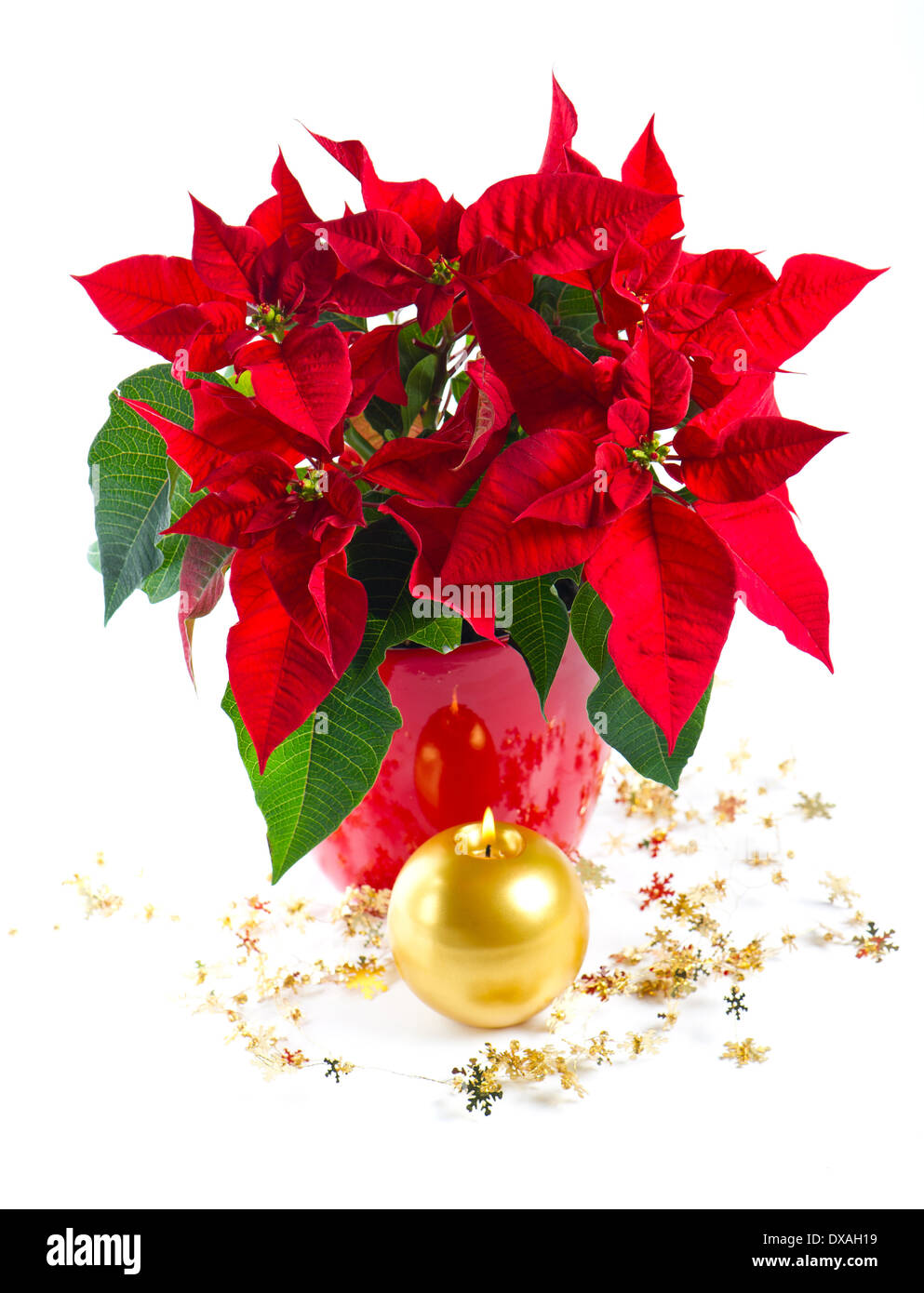 Red poinsettia. fiore di Natale con decorazioni dorate e candela che brucia Foto Stock