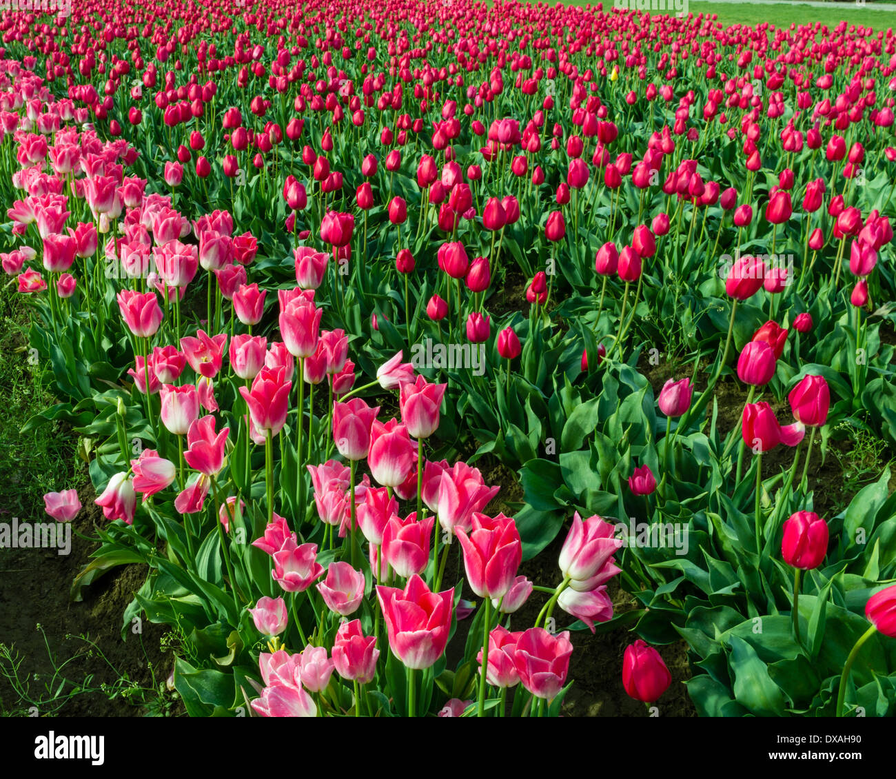 Campi di Tulipani rosa in piena fioritura. Tulip annuale festival, Woodburn, Oregon Foto Stock