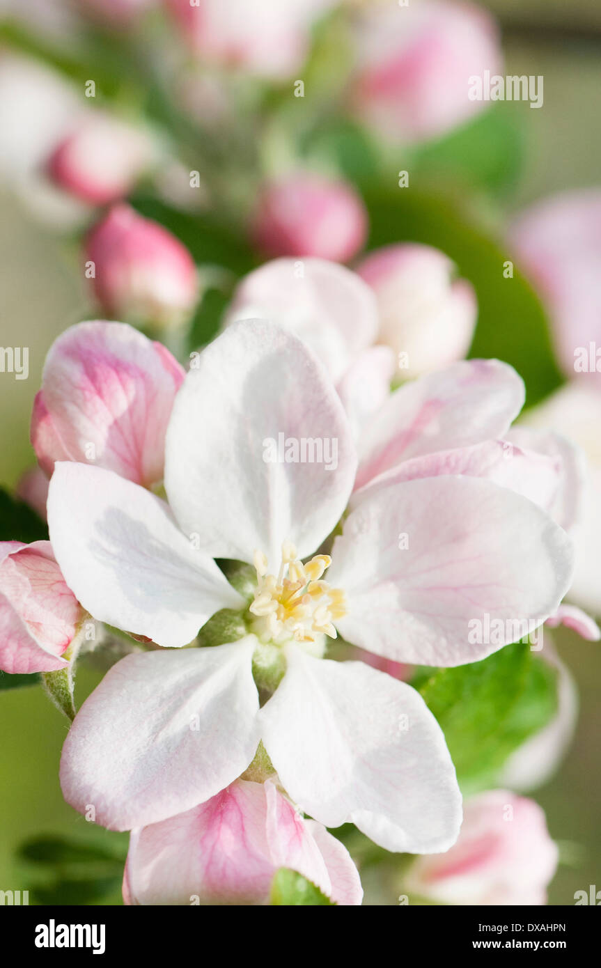 Apple, Malus domestica "Re Pipino acro', sboccia in fiore. Foto Stock