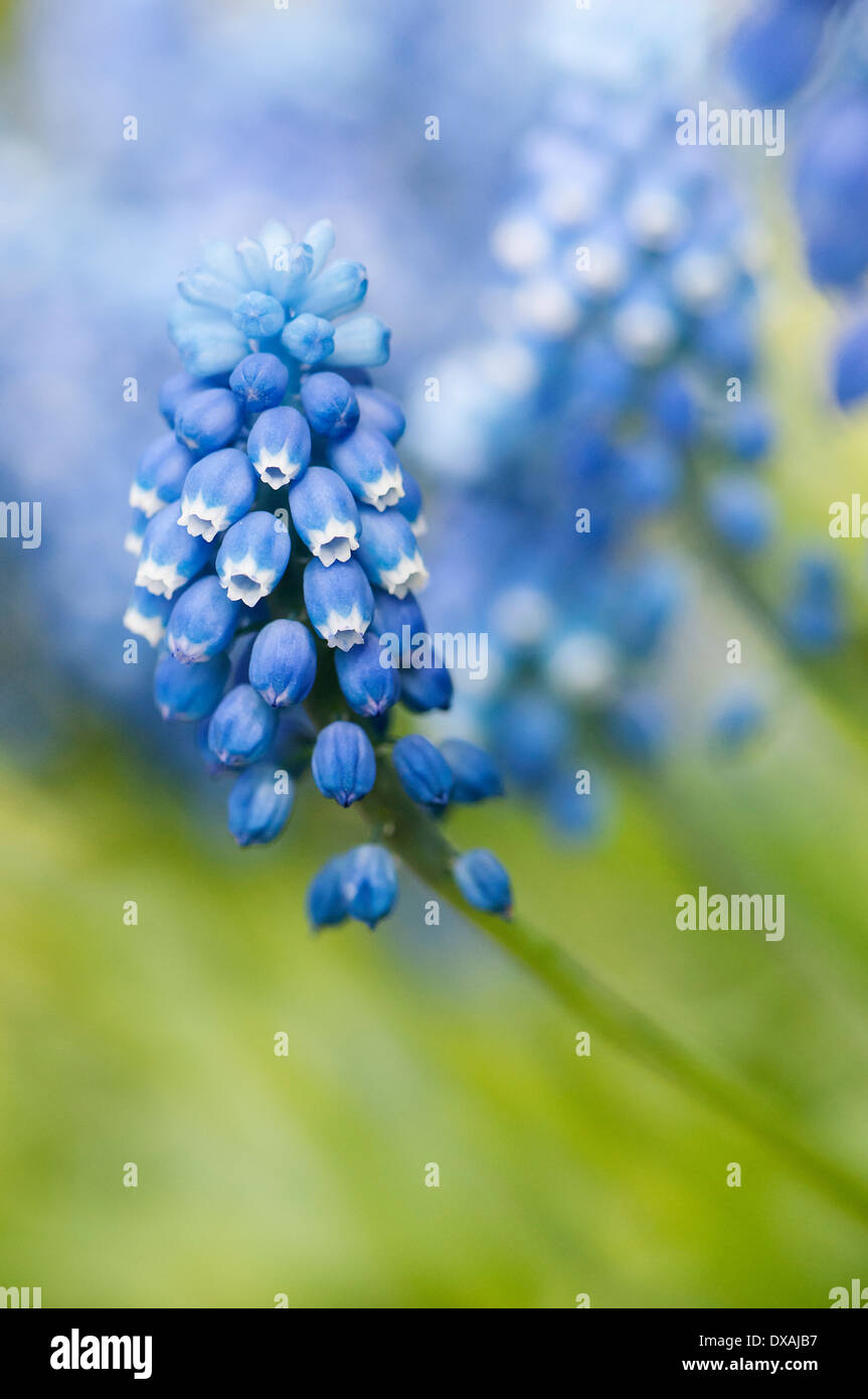 Giacinto di uva, Muscari botryoides 'Superstar', close up di fiori blu. Foto Stock