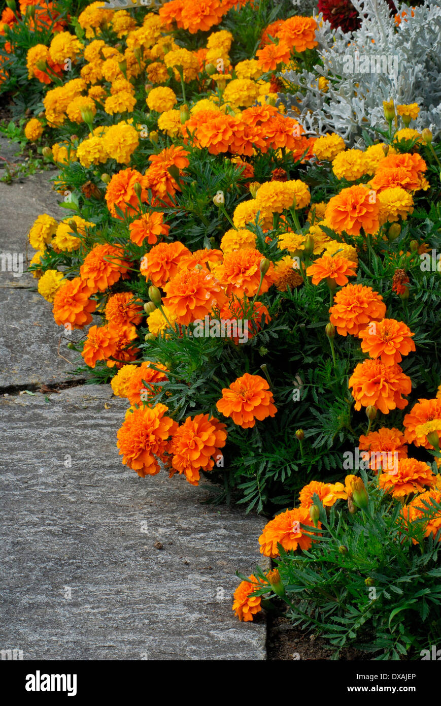 Tagetes Foto Stock