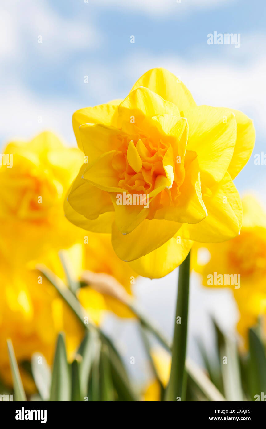 Daffodil 'Jack the Lad', Narcissus 'Jack the Lad', fiori gialli crescere all'aperto contro un cielo blu. Foto Stock