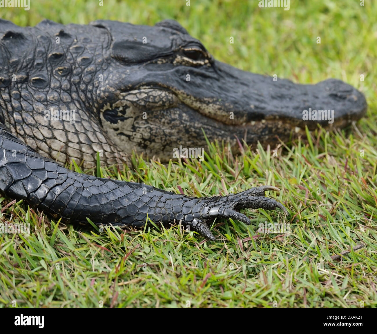 Florida Alligator appoggiata sull'erba Foto Stock